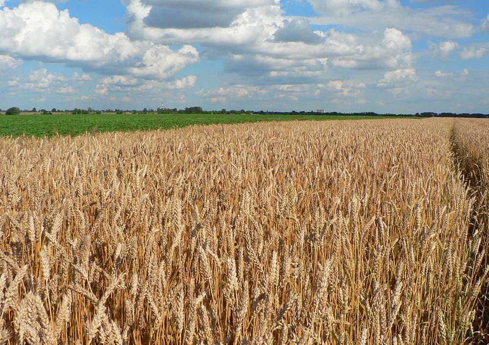 Bioinsumos: "El trigo tiene hambre de biología a su alrededor"